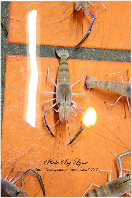 快來！蝦兒活跳跳×新鮮蝦子在這裡【黃金海岸活蝦之家】台中店