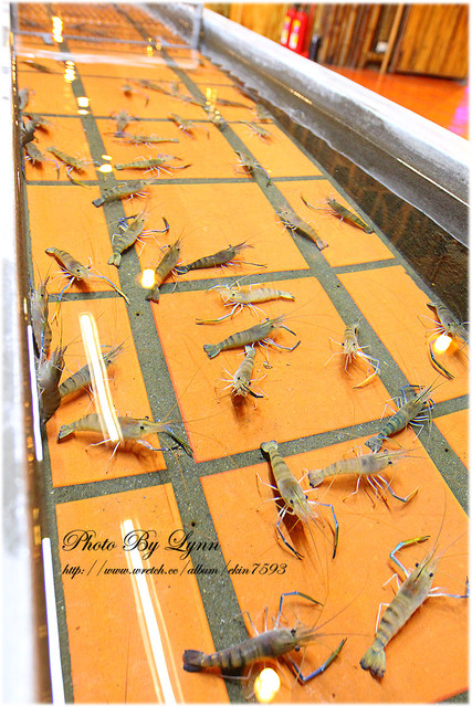 快來！蝦兒活跳跳×新鮮蝦子在這裡【黃金海岸活蝦之家】台中店