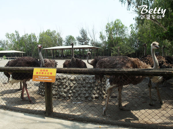 20180512頑皮動物園 (62).jpg