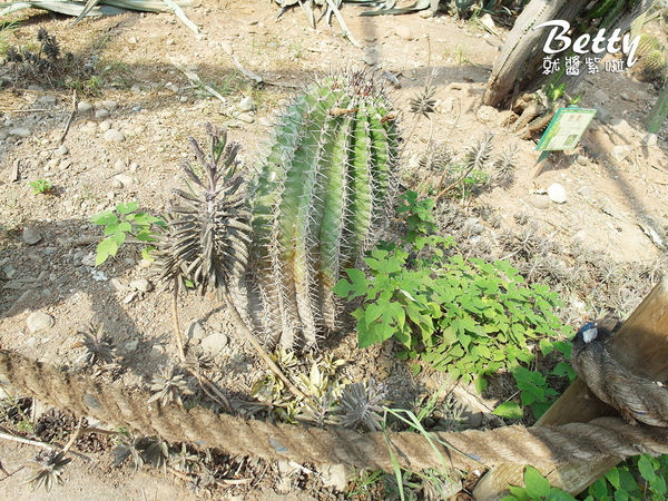 20180512頑皮動物園 (86).jpg