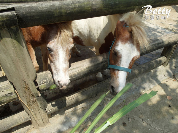 20180512頑皮動物園 (55).jpg
