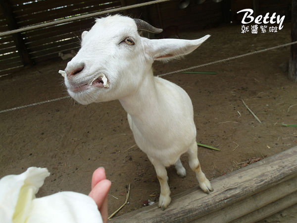 20180512頑皮動物園 (48).jpg