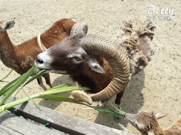 20180512頑皮動物園 (57).jpg