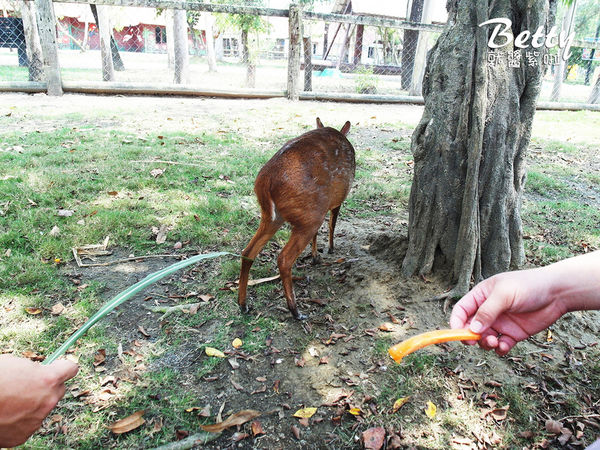 20180512頑皮動物園 (45).jpg