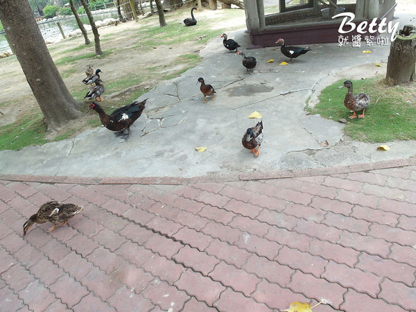 20180512頑皮動物園 (12).jpg