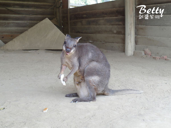 20180512頑皮動物園 (50).jpg