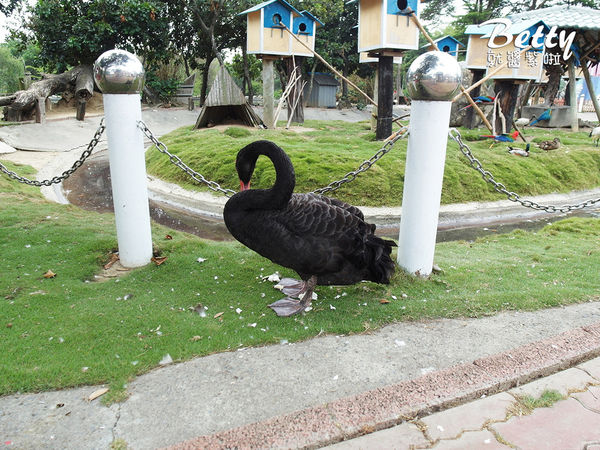 20180512頑皮動物園 (4).jpg