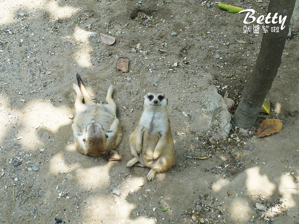 20180512頑皮動物園 (37).jpg