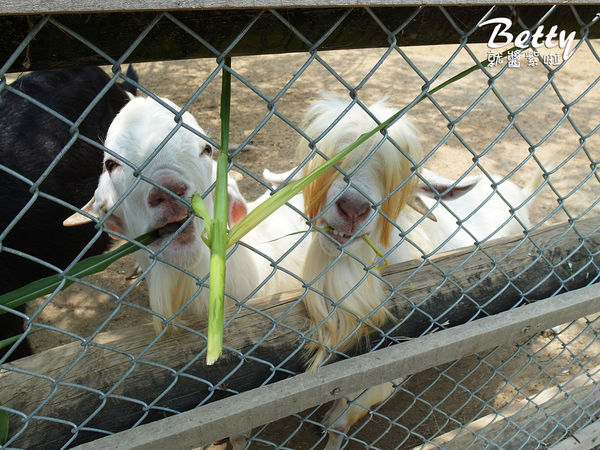 20180512頑皮動物園 (42).jpg