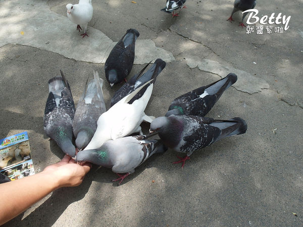 20180512頑皮動物園 (26).jpg