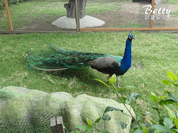 20180512頑皮動物園 (8).jpg