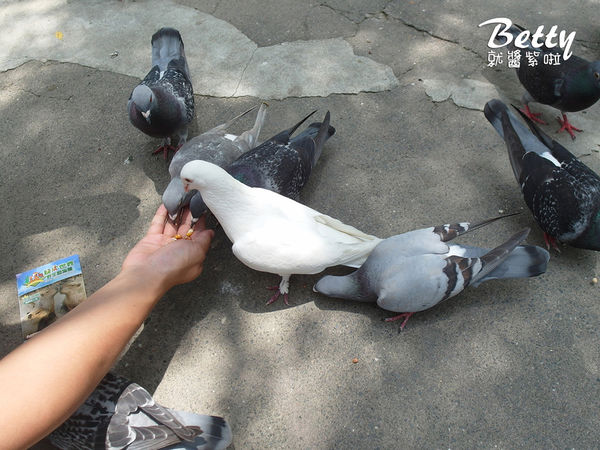 20180512頑皮動物園 (25).jpg