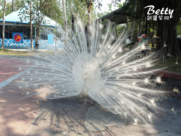 20180512頑皮動物園 (87).jpg