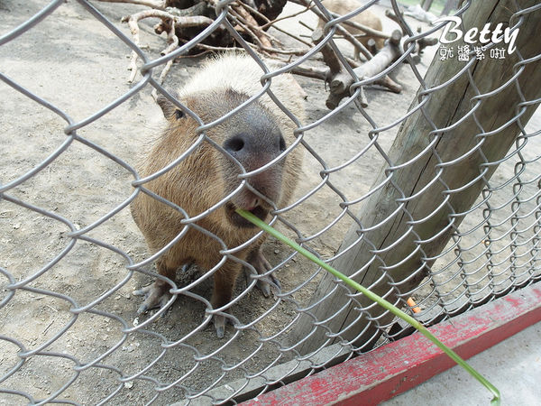 20180512頑皮動物園 (22).jpg
