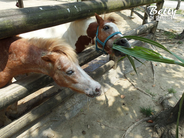 20180512頑皮動物園 (53).jpg