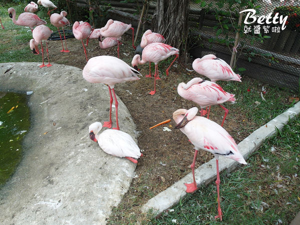 20180512頑皮動物園 (17).jpg