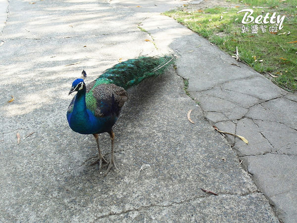 20180512頑皮動物園 (82).jpg