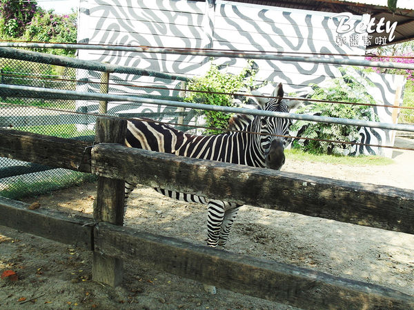 20180512頑皮動物園 (90).jpg