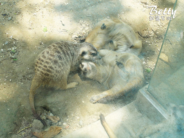 20180512頑皮動物園 (36).jpg