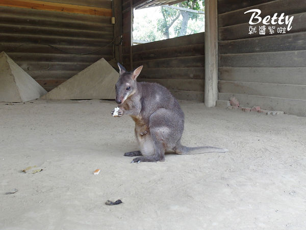 20180512頑皮動物園 (49).jpg
