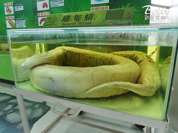 20180512頑皮動物園 (30).jpg