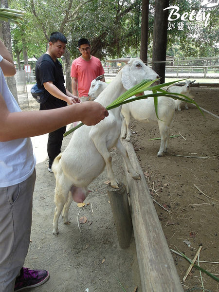 20180512頑皮動物園 (47).jpg