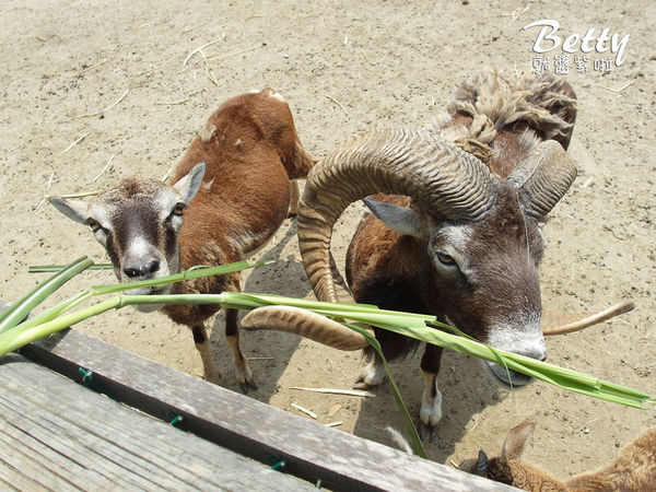 20180512頑皮動物園 (58).jpg