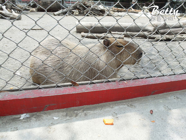 20180512頑皮動物園 (19).jpg