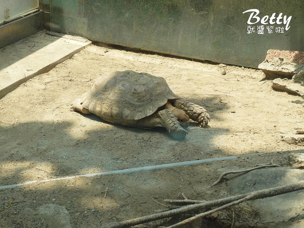 20180512頑皮動物園 (35).jpg