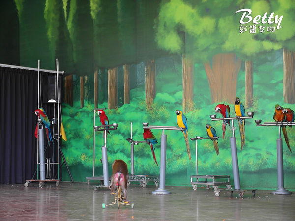 20180512頑皮動物園 (69).jpg