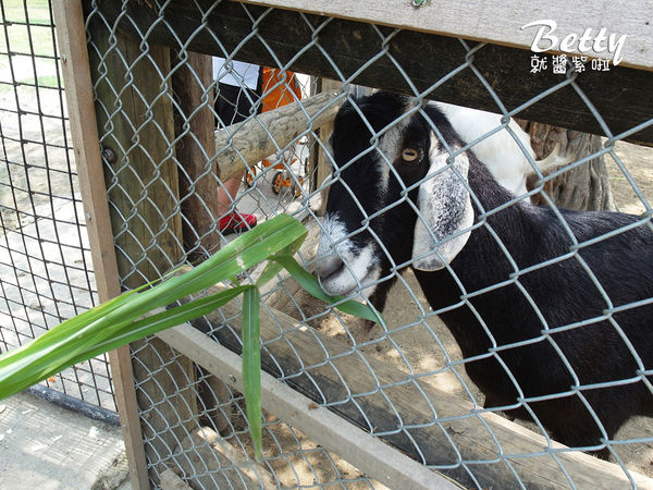 20180512頑皮動物園 (41).jpg