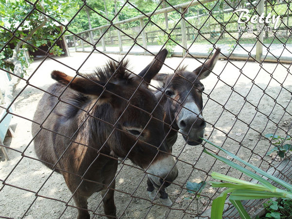 20180512頑皮動物園 (61).jpg
