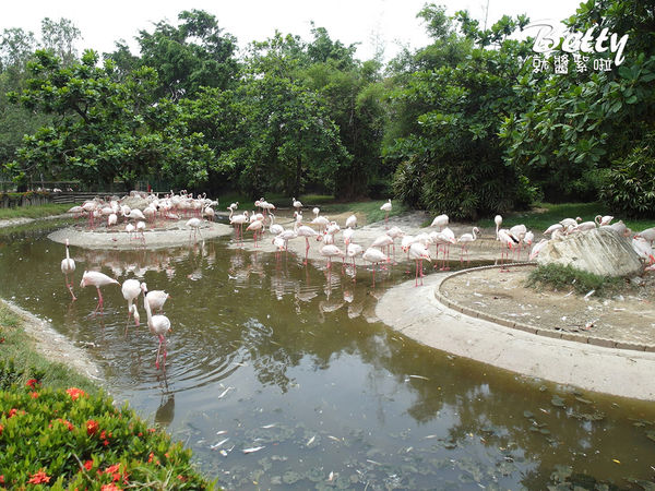 20180512頑皮動物園 (14).jpg