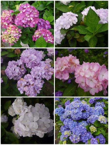 S__13418498.jpg S__13418498.jpg