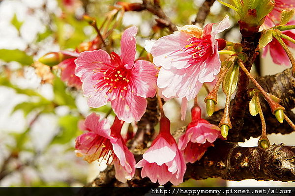 陽明山賞櫻 平等里櫻花巷 (1)