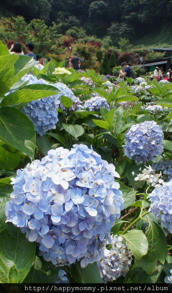 2015.06.14 陽明山竹子湖大梯田賞繡球花 (78).jpg
