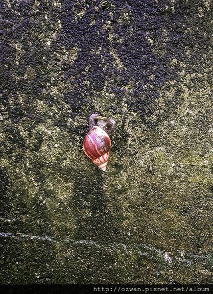 [吃喝]上山閱讀。