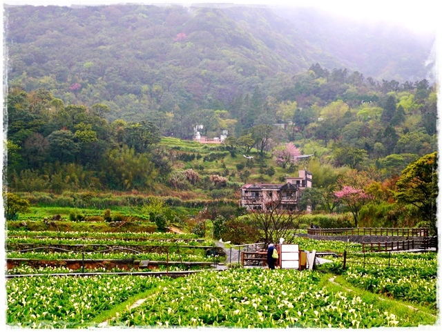 陽明山竹子湖賞海芋日式茶點甘味處 陽明山竹子湖賞海芋日式茶點甘味處