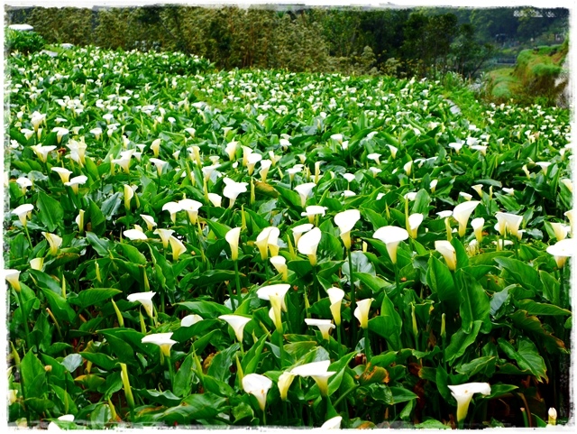 陽明山竹子湖賞海芋日式茶點甘味處 陽明山竹子湖賞海芋日式茶點甘味處