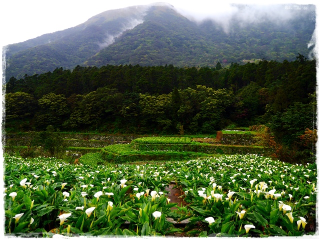 陽明山竹子湖賞海芋日式茶點甘味處 陽明山竹子湖賞海芋日式茶點甘味處