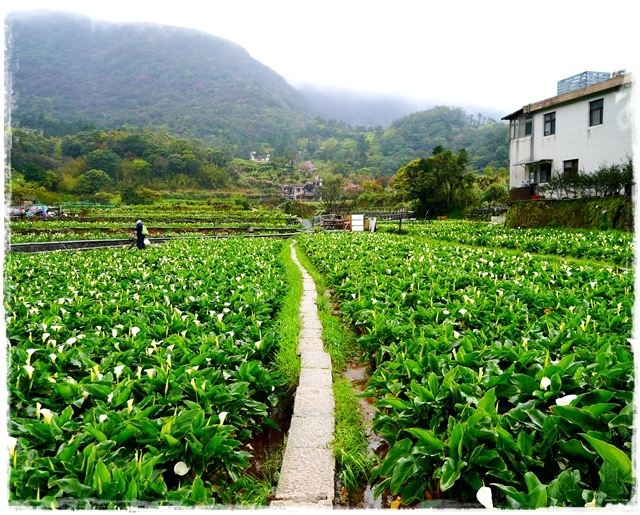 陽明山竹子湖賞海芋日式茶點甘味處 陽明山竹子湖賞海芋日式茶點甘味處