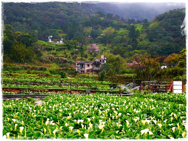 陽明山竹子湖賞海芋日式茶點甘味處 陽明山竹子湖賞海芋日式茶點甘味處
