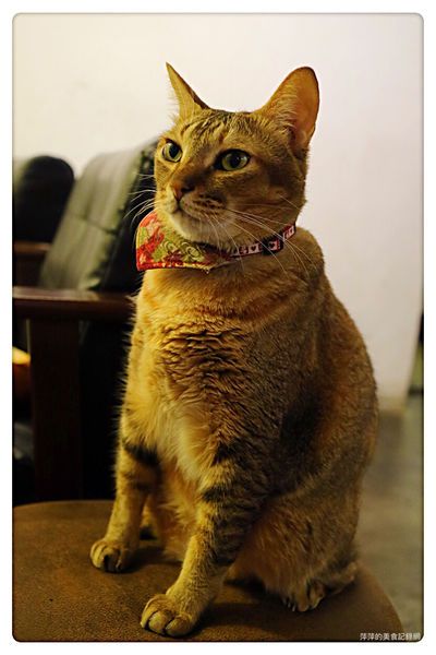 【台北美食】Toast Chat ~ 國父紀念館早午餐/下午茶、咖啡❤️用餐不限時間/環境舒適 - 捷運國父紀念館站