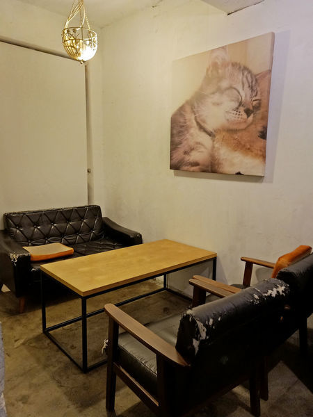 貓奴天堂!!捷運國父紀念館站Toast Chat~療癒系貓咪餐廳