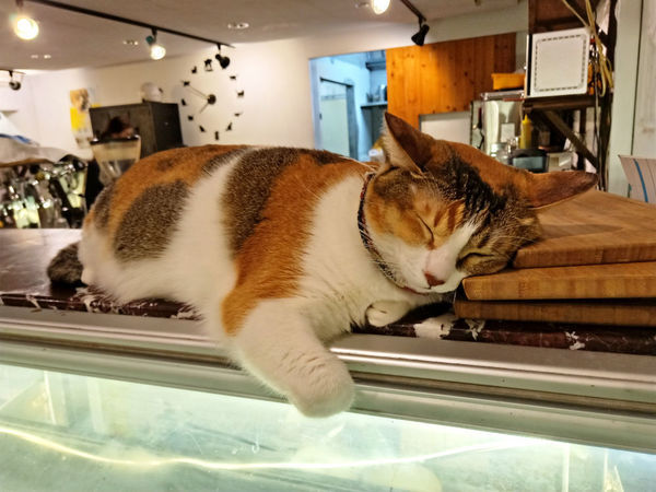 貓奴天堂!!捷運國父紀念館站Toast Chat~療癒系貓咪餐廳