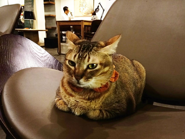 貓奴天堂!!捷運國父紀念館站Toast Chat~療癒系貓咪餐廳