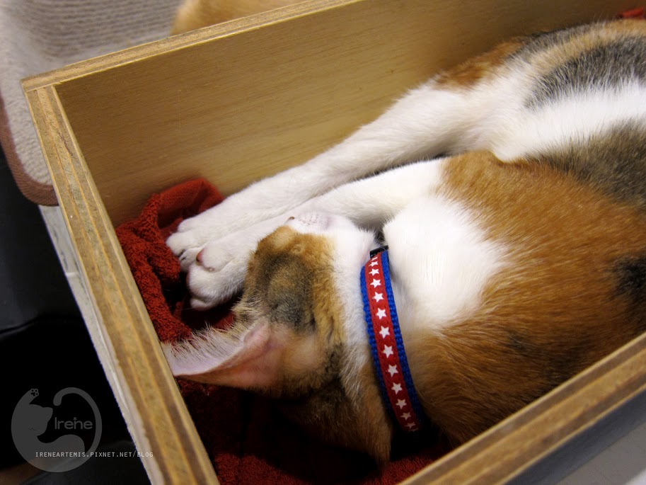 捷運國父紀念館站 | Toast Chat ．全天早午餐供應 / 貓咪餐廳