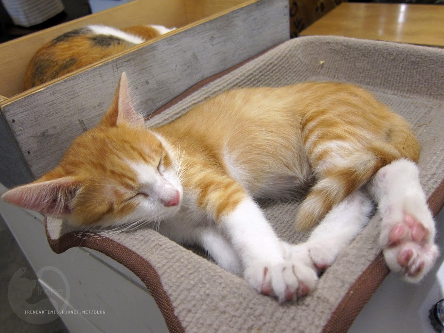 捷運國父紀念館站 | Toast Chat ．全天早午餐供應 / 貓咪餐廳