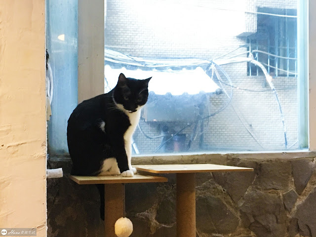 【台北大安】Toast Chat | 捷運國父紀念館站 無限時有插座 和貓咪陪伴的早午餐咖啡店 配菜必點炸雞