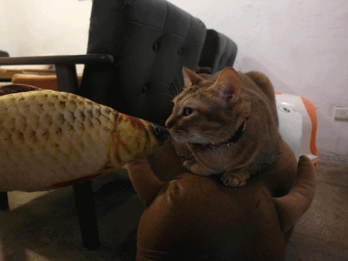 anigif.gif anigif.gif